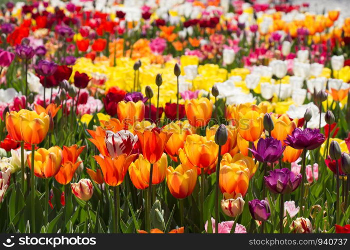 Blooming colorful tulip flowers in garden as floral background