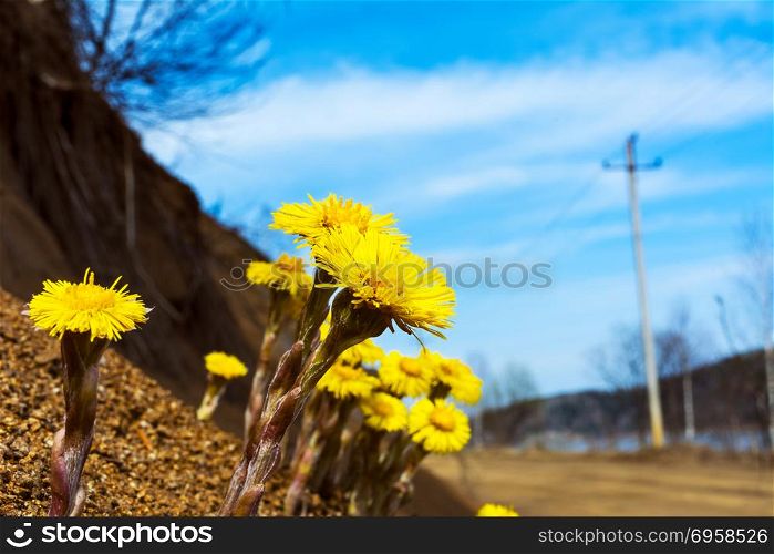 Blooming Coltsfoot flowers near road.. Blooming Coltsfoot flowers near road. First blooming wild spring yellow flowers
