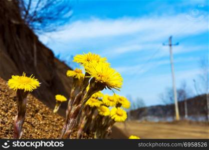 Blooming Coltsfoot flowers near road.. Blooming Coltsfoot flowers near road. First blooming wild spring yellow flowers
