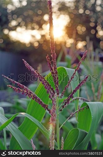 Blooming corn against the setting sun closeup