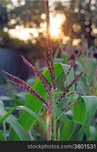 Blooming corn against the setting sun closeup