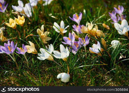 blooming crocuses