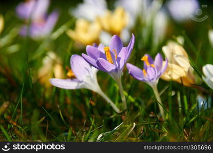 blooming crocuses