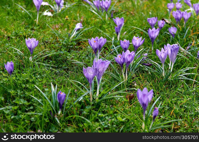 blooming crocuses