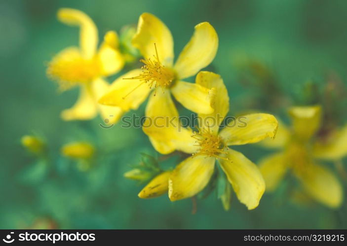 Blooming Daffodils