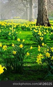Blooming daffodils in St James&acute;s Park in London