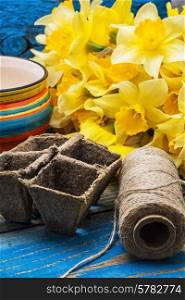 blooming daffodils,peat pots,secateurs on wooden background.Selective focus