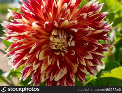Blooming Dahlia Bud. blooming Dahlia flower closeup. On a Sunny summer day