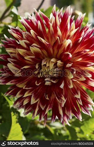 Blooming Dahlia Bud. blooming Dahlia flower closeup. On a Sunny summer day
