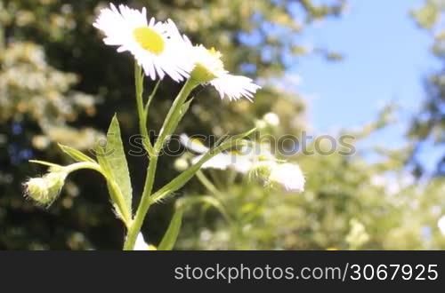 blooming daisies on green