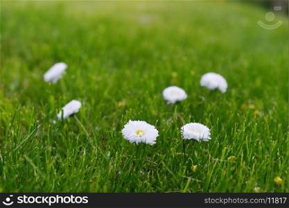blooming daisies on green grass