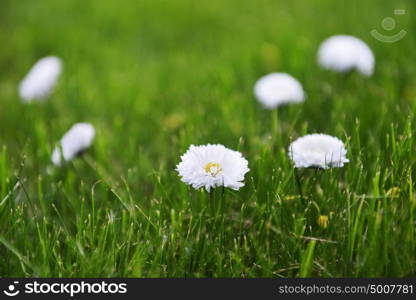 blooming daisies on green grass