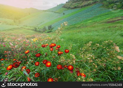 Blooming daisy flowers in a valley, colorful paper daisy swinging in the wind at sunrise, rural scene in springtime. Focus on red daisy flowers.