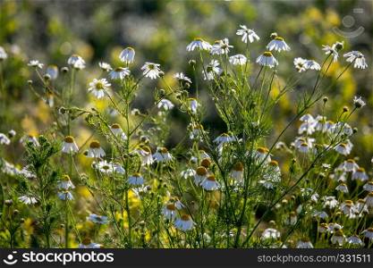 Blooming daisy flowers on a green grass. Meadow with flowers. Daisies is small European grassland plant which has flowers with a yellow disc and white rays.