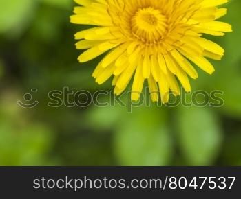 blooming dandelion blurred background. large yellow blooming dandelion closeup