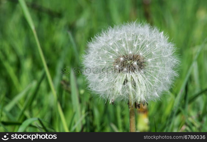 Blooming dandelion close up