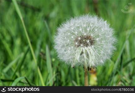 Blooming dandelion close up