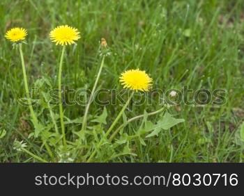 blooming dandelion closeup. blooming yellow dandelion on field closeup