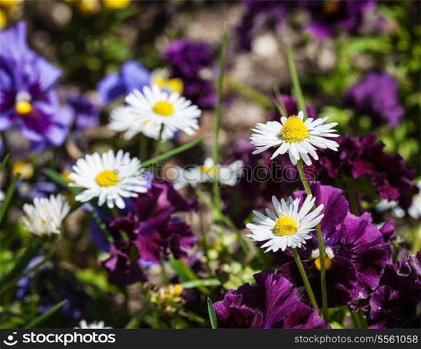 Blooming field flowers (camomile, viola tricolor) in spring. Shallow depth of field