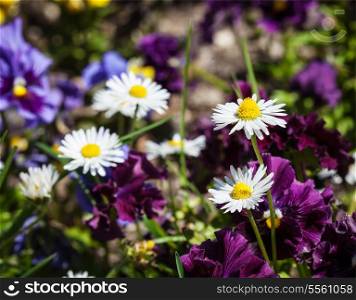 Blooming field flowers (camomile, viola tricolor) in spring. Shallow depth of field