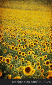 Blooming field of a sunflowers