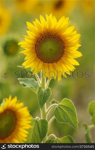 Blooming field of a sunflowers