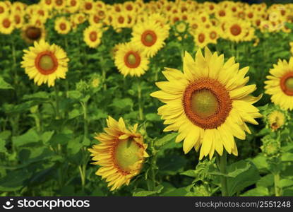 Blooming field of yellow sunflowers in summer