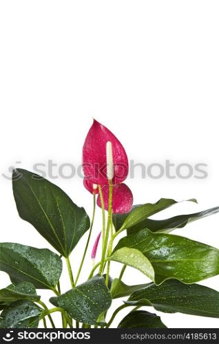 Blooming Flamingo Flower with water drops on leafs shot on white background