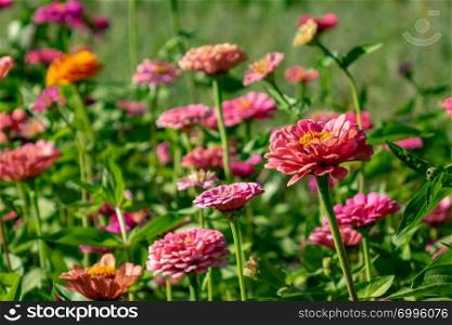 Blooming flower bed with flowers of zinia in a rural garden. Natural summer background. Bright different flowers of cynia in the summer garden. Beautiful blooming background