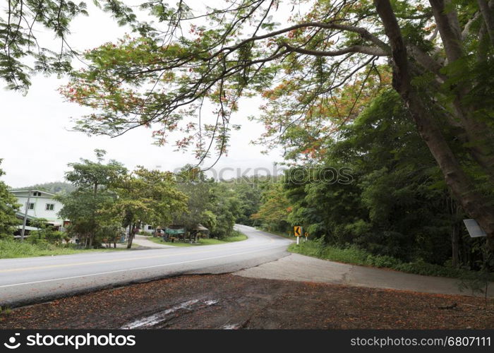 blooming flower of flame tree beside the road