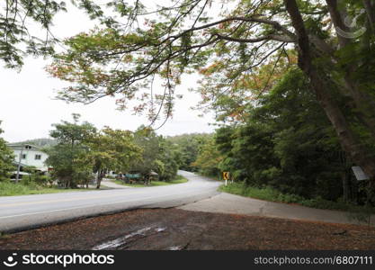 blooming flower of flame tree beside the road