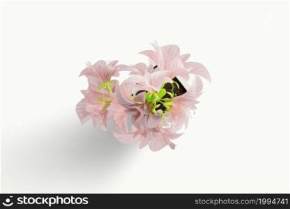 Blooming flower pink peony close up, top view isolated on white