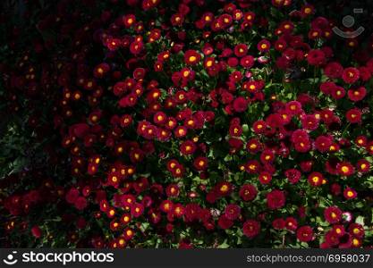 Blooming flowers as a background. Blooming spring flowers as a colorful background