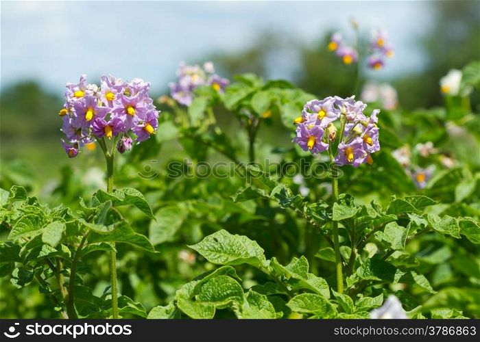Blooming flowers of potato plant