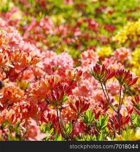 Blooming flowers of rhododendron - pink, red, yellow. Floral background.