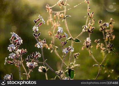 Blooming flowers on a green grass. Meadow with wild flowers. Flowers is seed-bearing part of a plant, consisting of reproductive organs that are typically surrounded by a brightly coloured petals and green calyx.