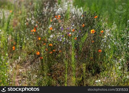 Blooming flowers on green grass at roadside. Meadow with wild flowers. Flowers is seed-bearing part of a plant, consisting of reproductive organs that are typically surrounded by a brightly coloured petals and green calyx.
