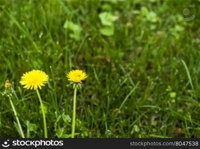 blooming flowers on the field. blooming on a field of white and yellow flowers