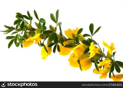 blooming forsythia on Isolated