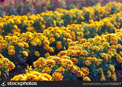Blooming French Marigold in garden, Tagetes Patula, orange yellow bunch of flowers, green leaves, small shrub, selective focus.