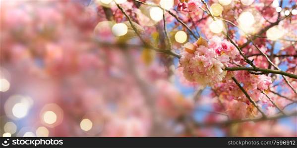 Blooming fresh pink cherry tree in spring, web banner. Blooming cherry tree