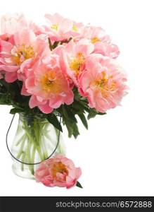 Blooming Fresh pink peony flowers in vase close up isolated on white background. Fresh peony flowers