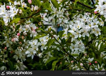 Blooming fruit tree in spring time. Blossoming fruit flowers. Flowering fruit tree in Latvia. Branches of the fruit tree with blossoming white flowers.