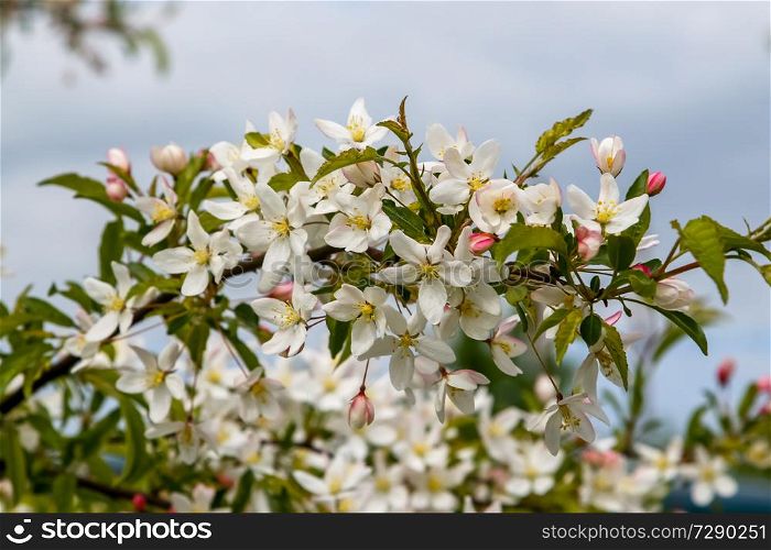 Blooming fruit tree in spring time. Blossoming fruit flowers. Flowering fruit tree in Latvia. Branches of the fruit tree with blossoming white flowers.