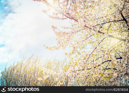 Blooming fruit tree on nature spring background in garden or park