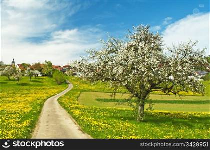 blooming fruit tree with village