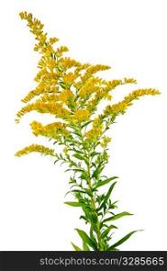 Blooming goldenrod plant isolated on white background