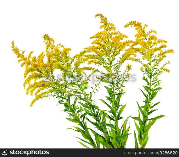 Blooming goldenrod plant isolated on white background