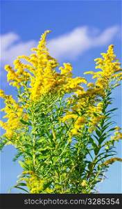 Blooming goldenrod plant on blue sky background