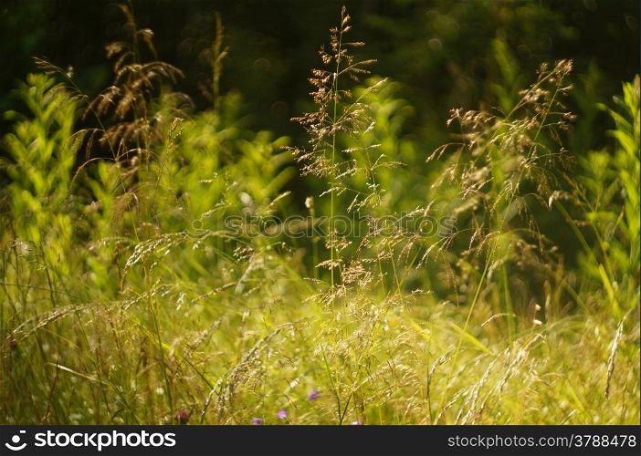 Blooming grass on a sunny meadow